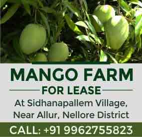 Mango Farm for Lease
