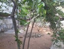 3 BHK Independent House for Sale in Raja Annamalaipuram